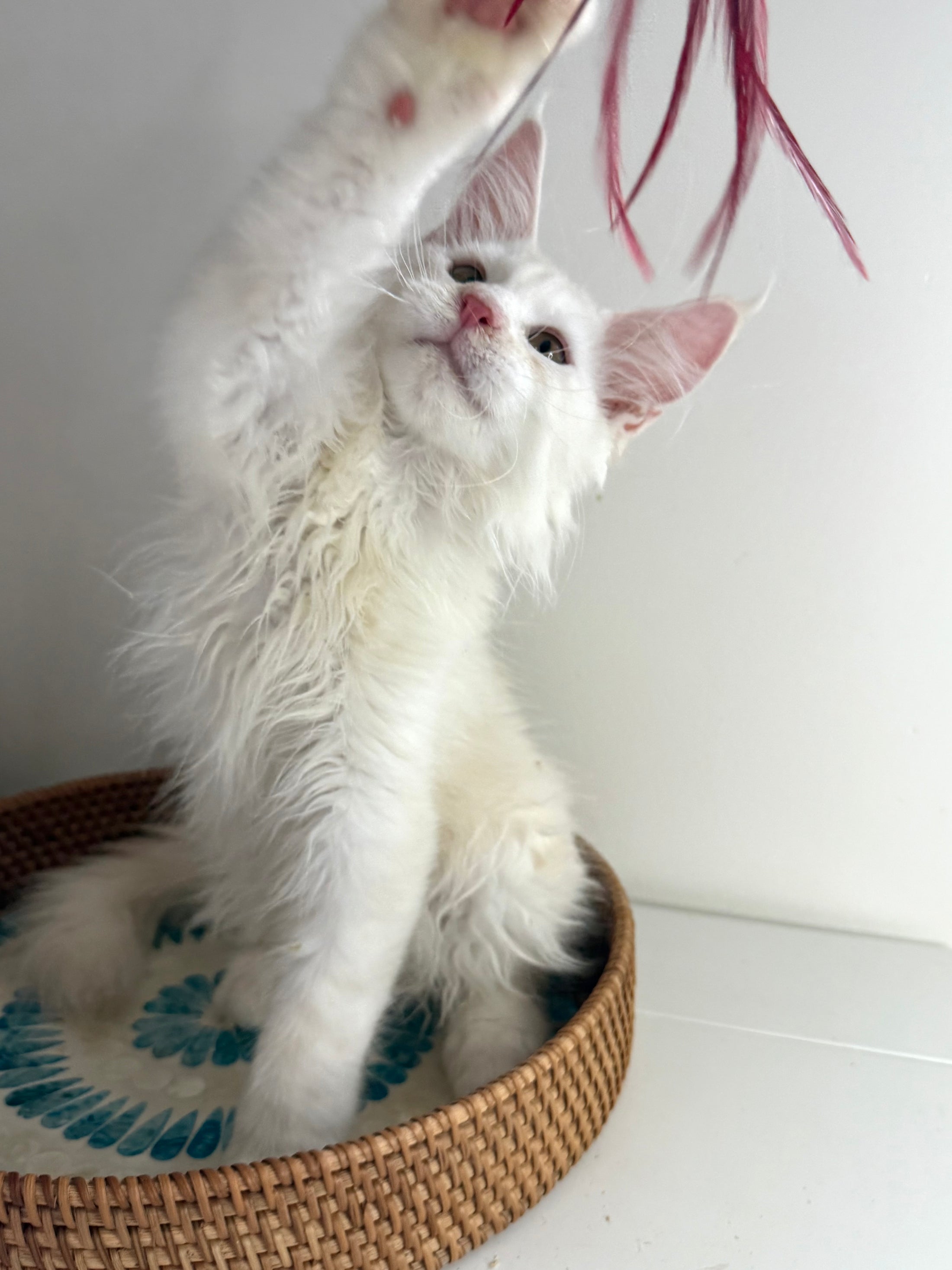 Red Shaded Maine Coon male / Located in Ottawa area