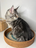 Load image into Gallery viewer, Black Silver Maine Coon female/ Located in Ottawa area

