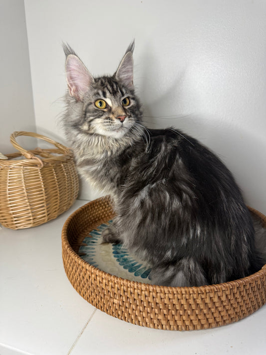 Black Silver Maine Coon female/ Located in Ottawa area