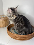 Load image into Gallery viewer, Black Silver Maine Coon female/ Located in Ottawa area
