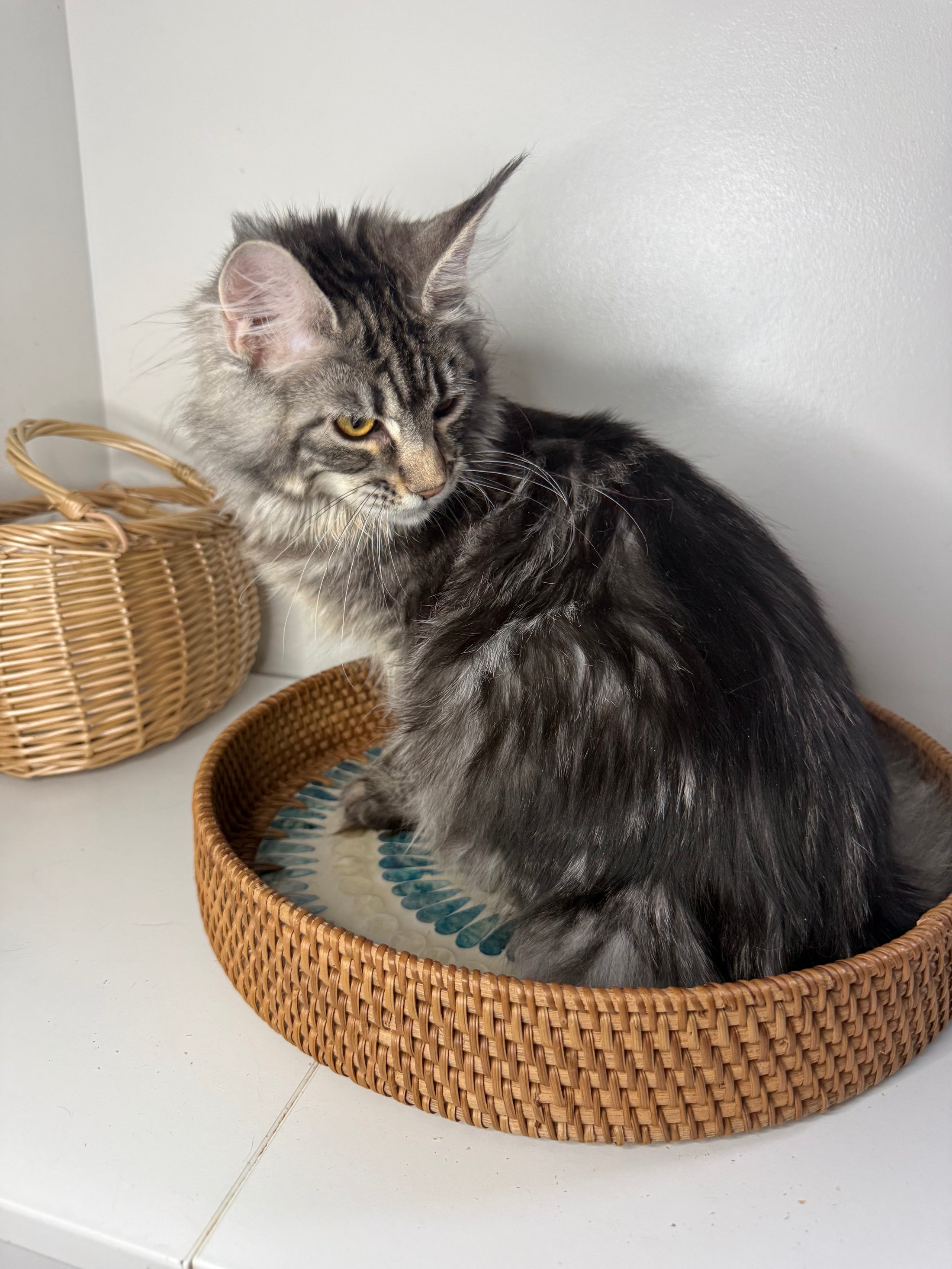 Black Silver Maine Coon female/ Located in Ottawa area