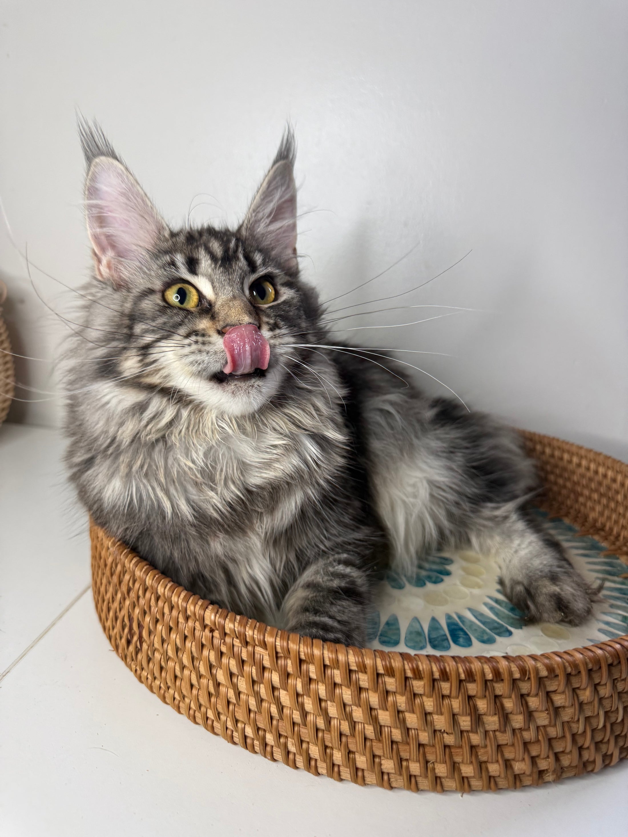 Black Silver Maine Coon female/ Located in Ottawa area