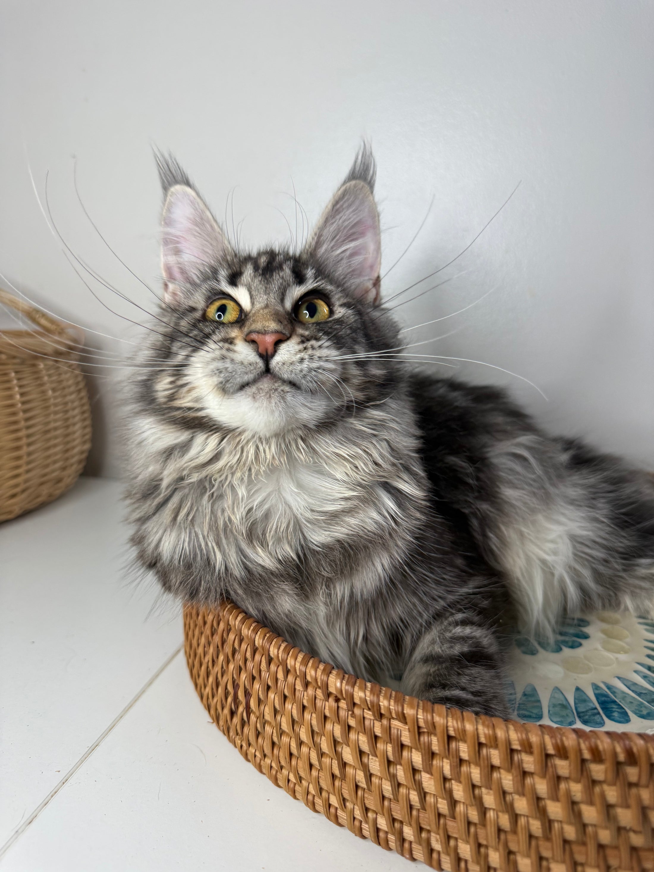 Black Silver Maine Coon female/ Located in Ottawa area