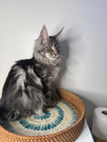 Load image into Gallery viewer, Black Silver Maine Coon female/ Located in Ottawa area
