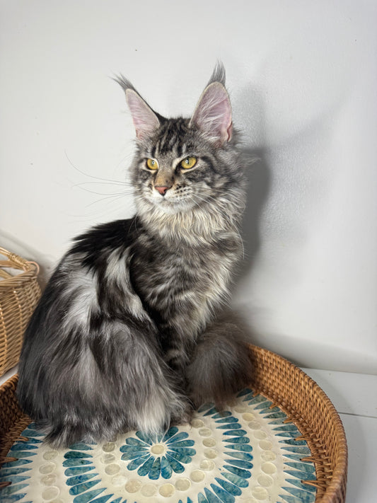 Black Silver Maine Coon female/ Located in Ottawa area