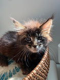 Load image into Gallery viewer, Black Marble Maine Coon male / Located in Ottawa area
