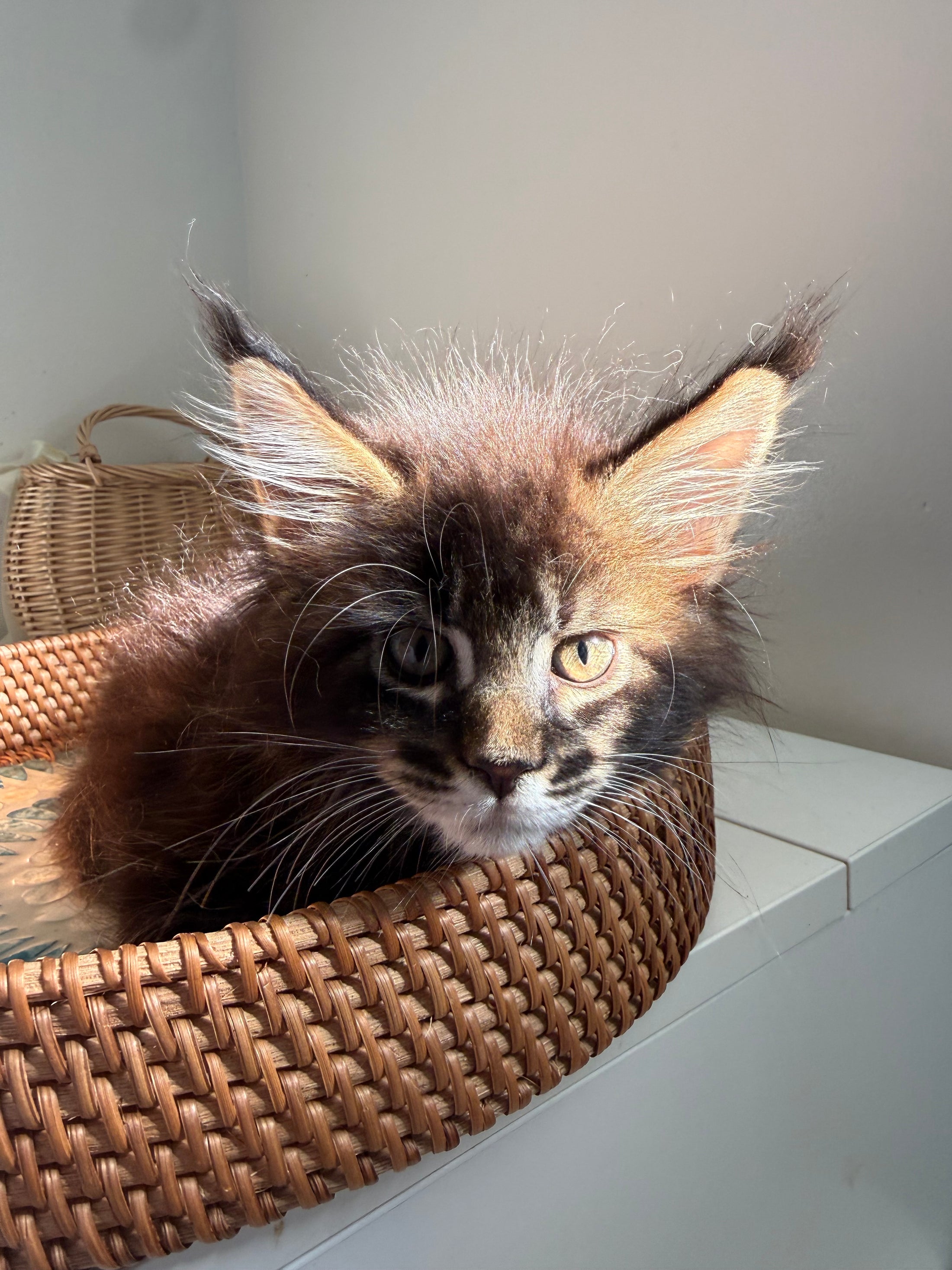 Black Marble Maine Coon male / Located in Ottawa area