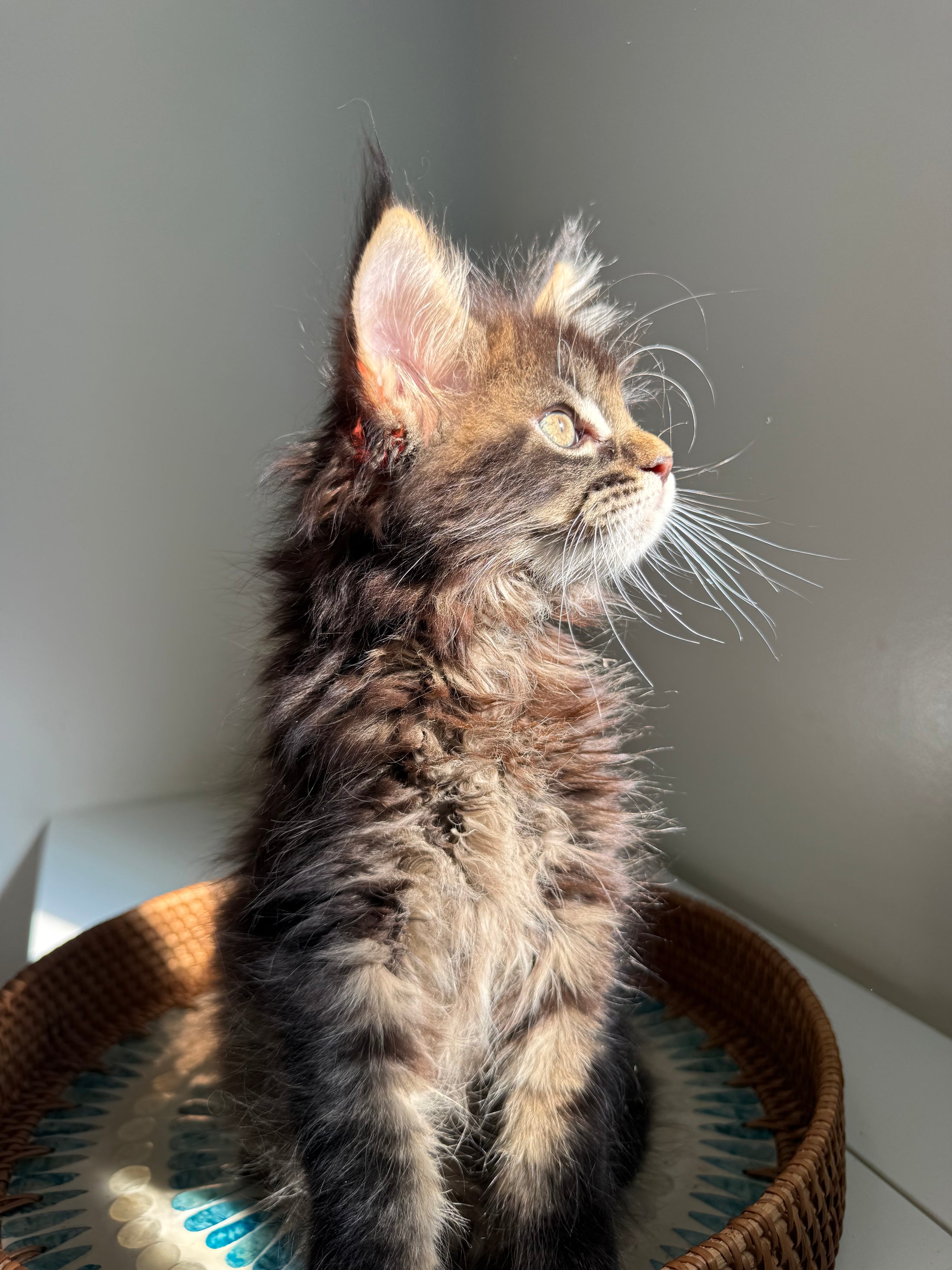 Black Marble Maine Coon male / Located in Ottawa area