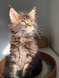 Load image into Gallery viewer, Black Marble Maine Coon male / Located in Ottawa area
