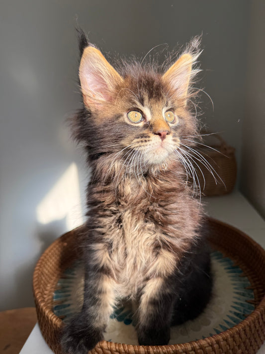 Black Marble Maine Coon male / Located in Ottawa area