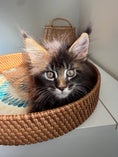 Load image into Gallery viewer, Black Marble Maine Coon male / Located in Ottawa area
