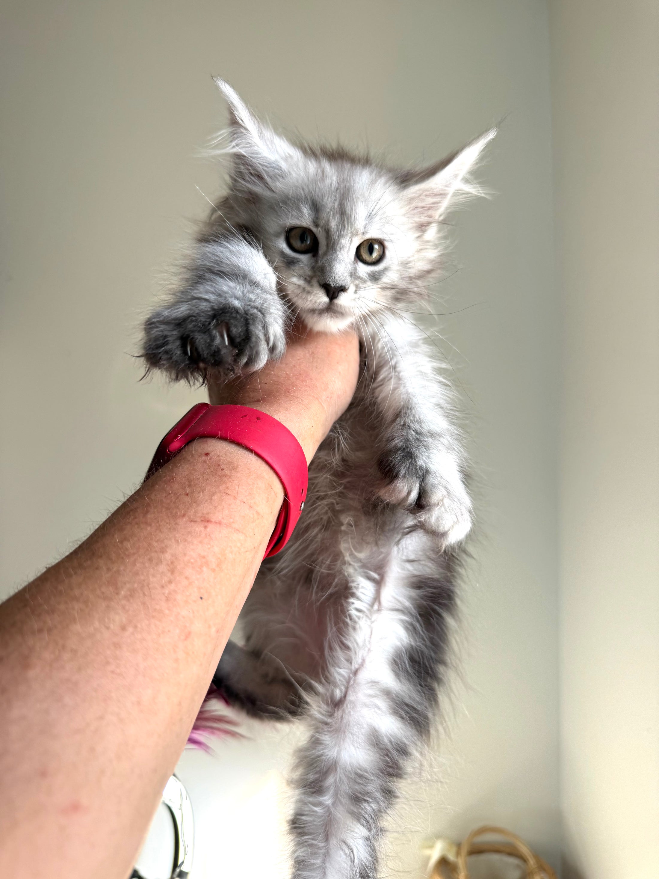 Pale Silver Maine Coon Polydactyl female / Located in Ottawa area