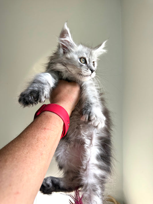 Pale Silver Maine Coon Polydactyl female / Located in Ottawa area