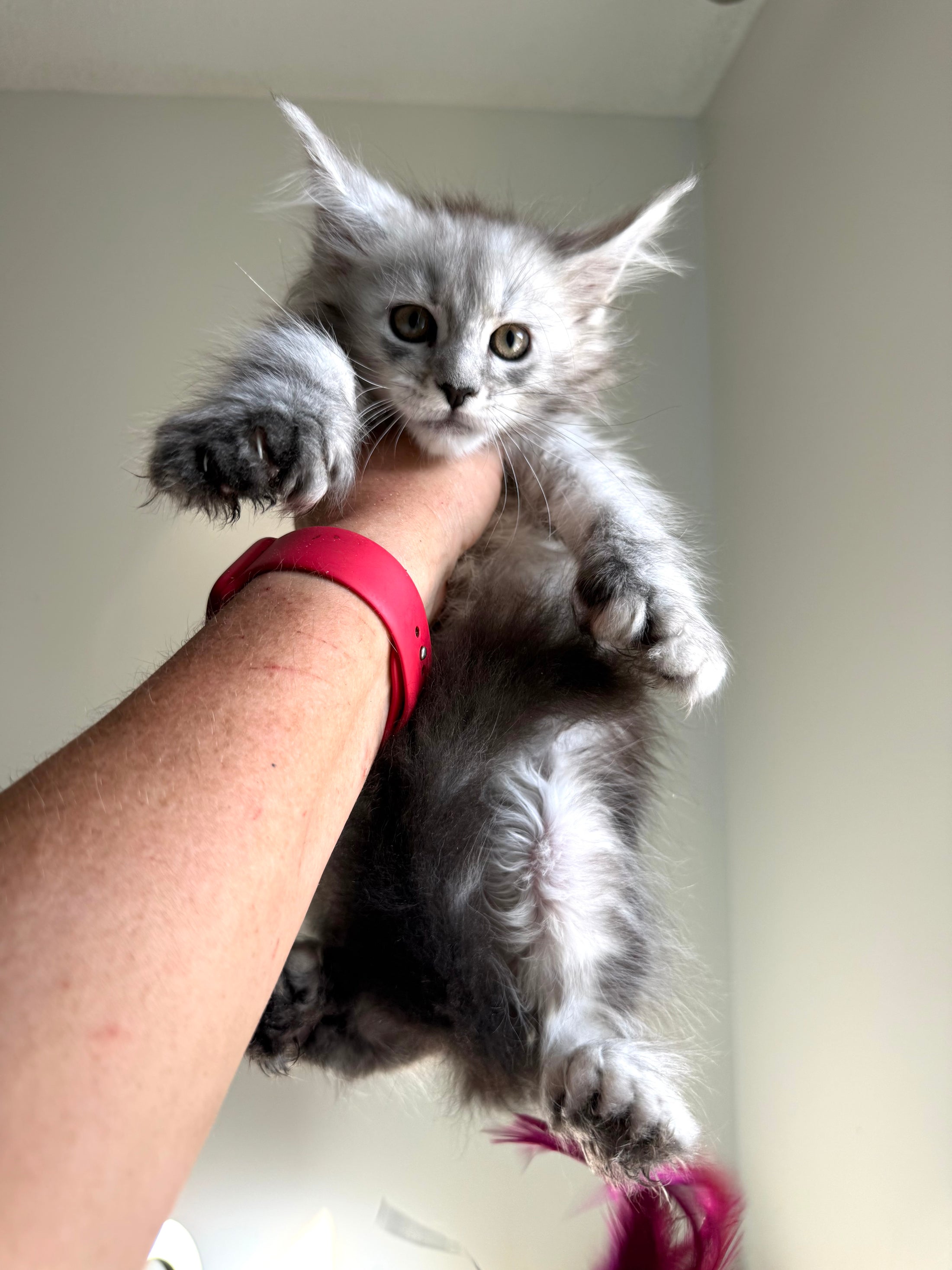 Pale Silver Maine Coon Polydactyl female / Located in Ottawa area