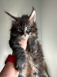Load image into Gallery viewer, Black Marble Maine Coon Polydactyl female/ Located in Ottawa area
