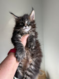 Load image into Gallery viewer, Black Marble Maine Coon Polydactyl female/ Located in Ottawa area
