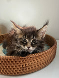 Load image into Gallery viewer, Black Marble Maine Coon Polydactyl female/ Located in Ottawa area
