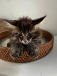 Load image into Gallery viewer, Black Marble Maine Coon Polydactyl female/ Located in Ottawa area
