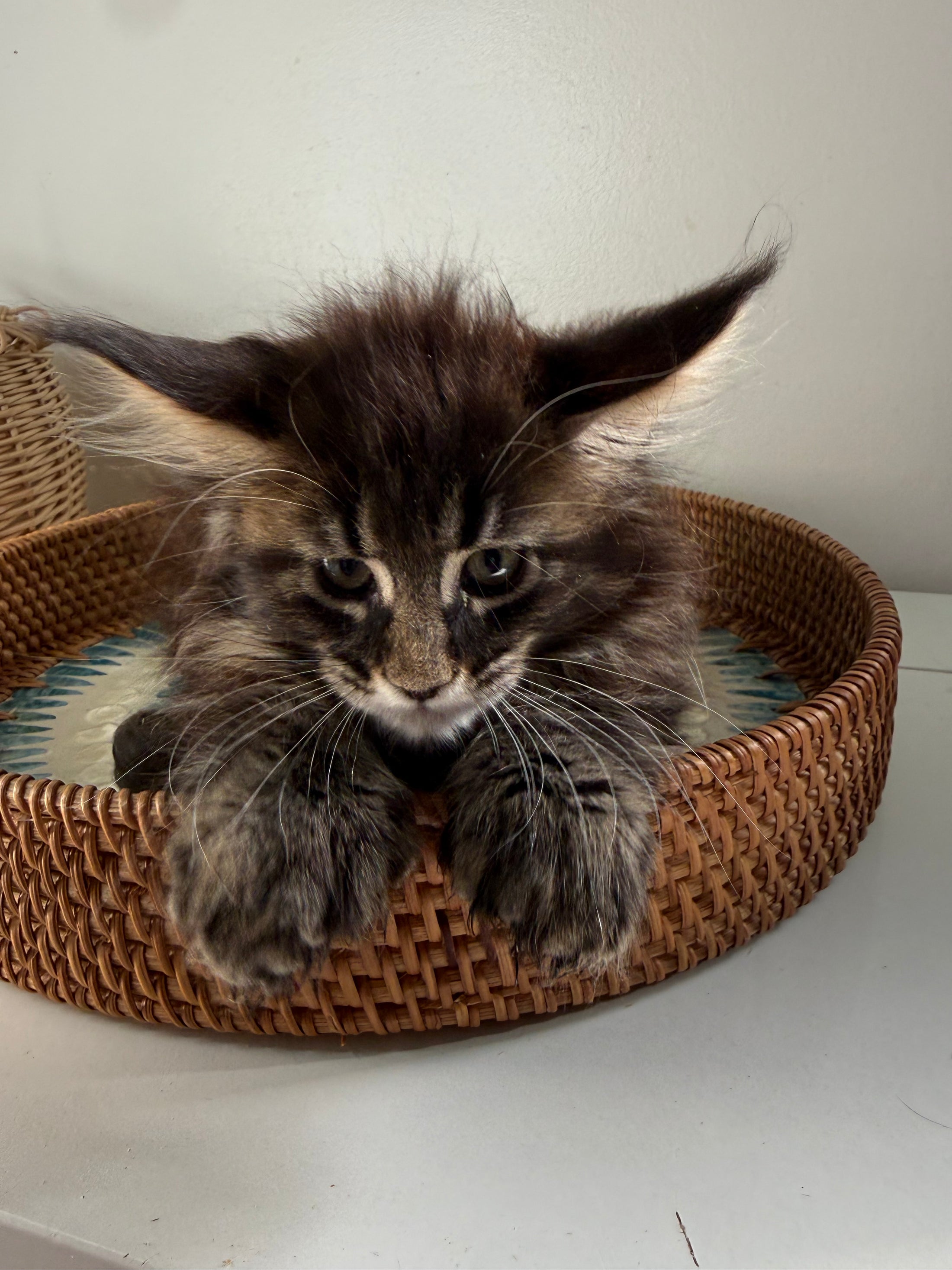 Black Marble Maine Coon Polydactyl female/ Located in Ottawa area