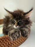 Load image into Gallery viewer, Black Marble Maine Coon Polydactyl female/ Located in Ottawa area
