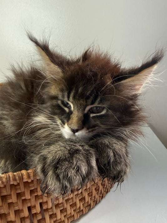 Black Marble Maine Coon Polydactyl female/ Located in Ottawa area