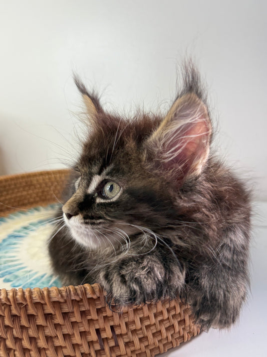 Black Marble Maine Coon Polydactyl female/ Located in Ottawa area