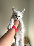 Load image into Gallery viewer, Black Silver Shaded Maine Coon male / Located in Ottawa area
