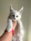 Load image into Gallery viewer, Black Silver Shaded Maine Coon male / Located in Ottawa area
