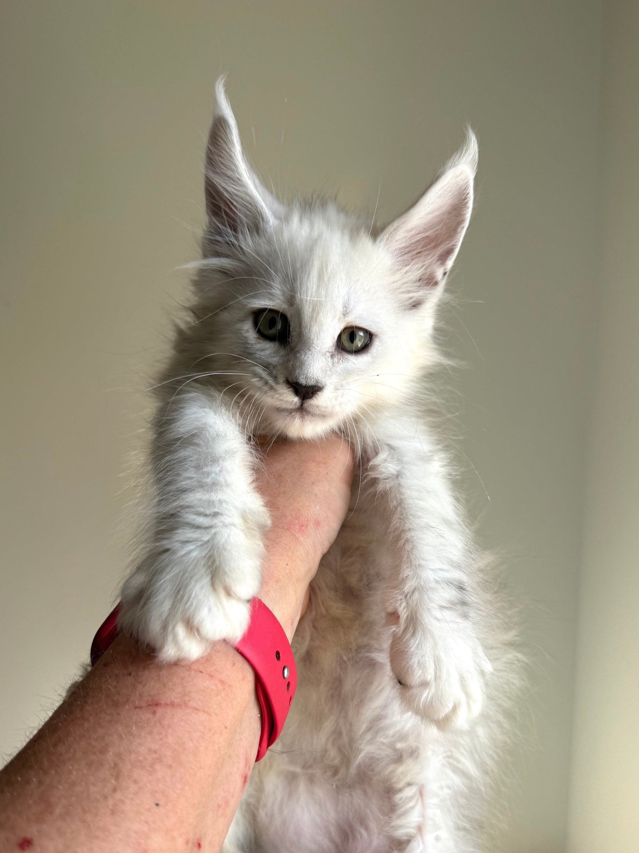 Black Silver Shaded Maine Coon male / Located in Ottawa area
