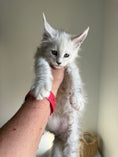 Load image into Gallery viewer, Black Silver Shaded Maine Coon male / Located in Ottawa area

