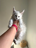 Load image into Gallery viewer, Black Silver Shaded Maine Coon male / Located in Ottawa area
