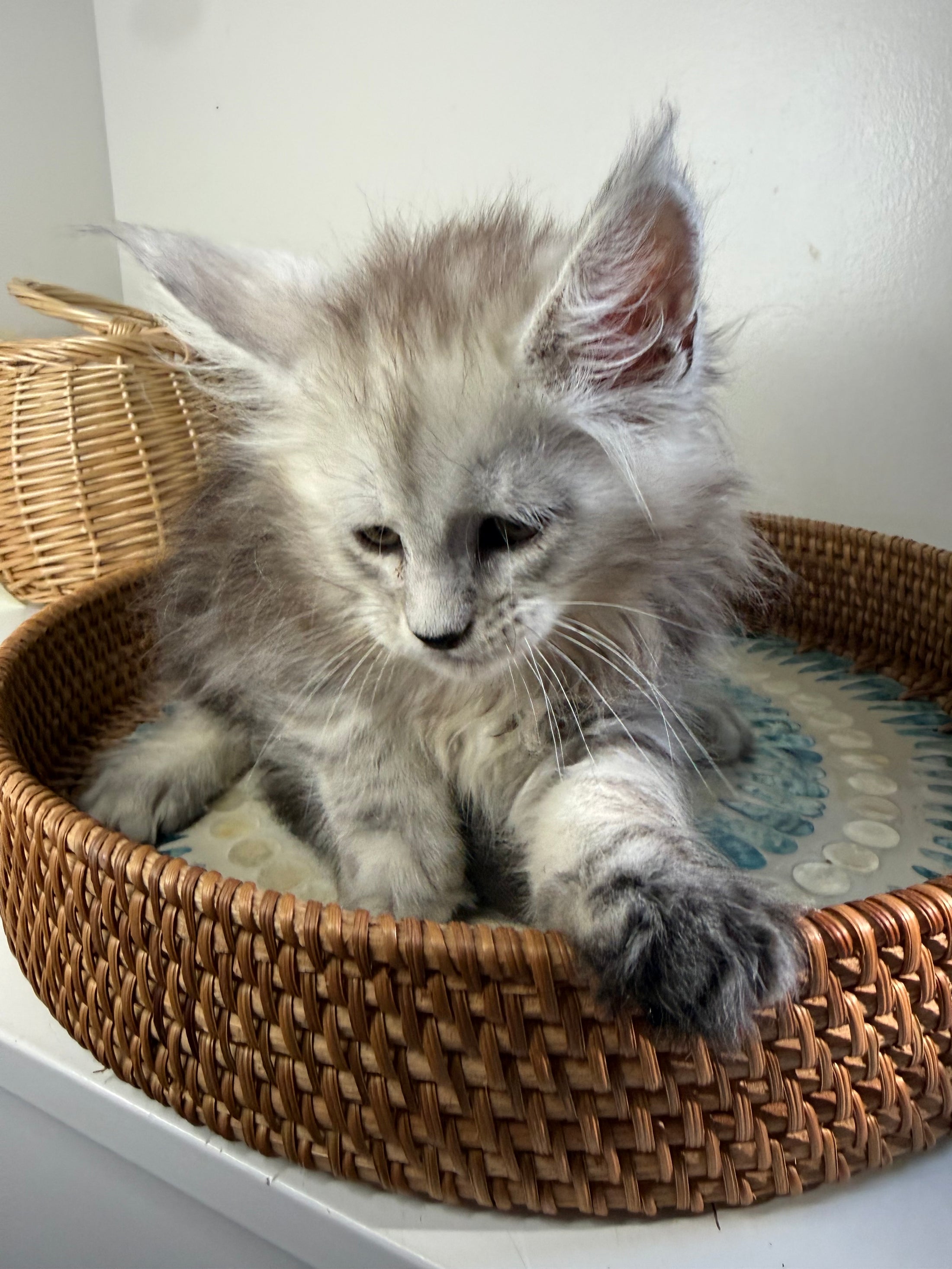 Pale Silver Maine Coon female / Located in Ottawa area