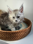 Load image into Gallery viewer, Pale Silver Maine Coon female / Located in Ottawa area
