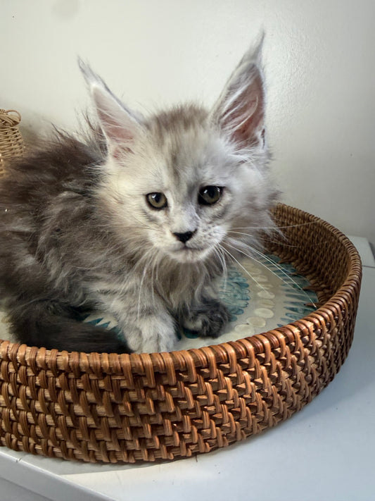 Pale Silver Maine Coon female / Located in Ottawa area