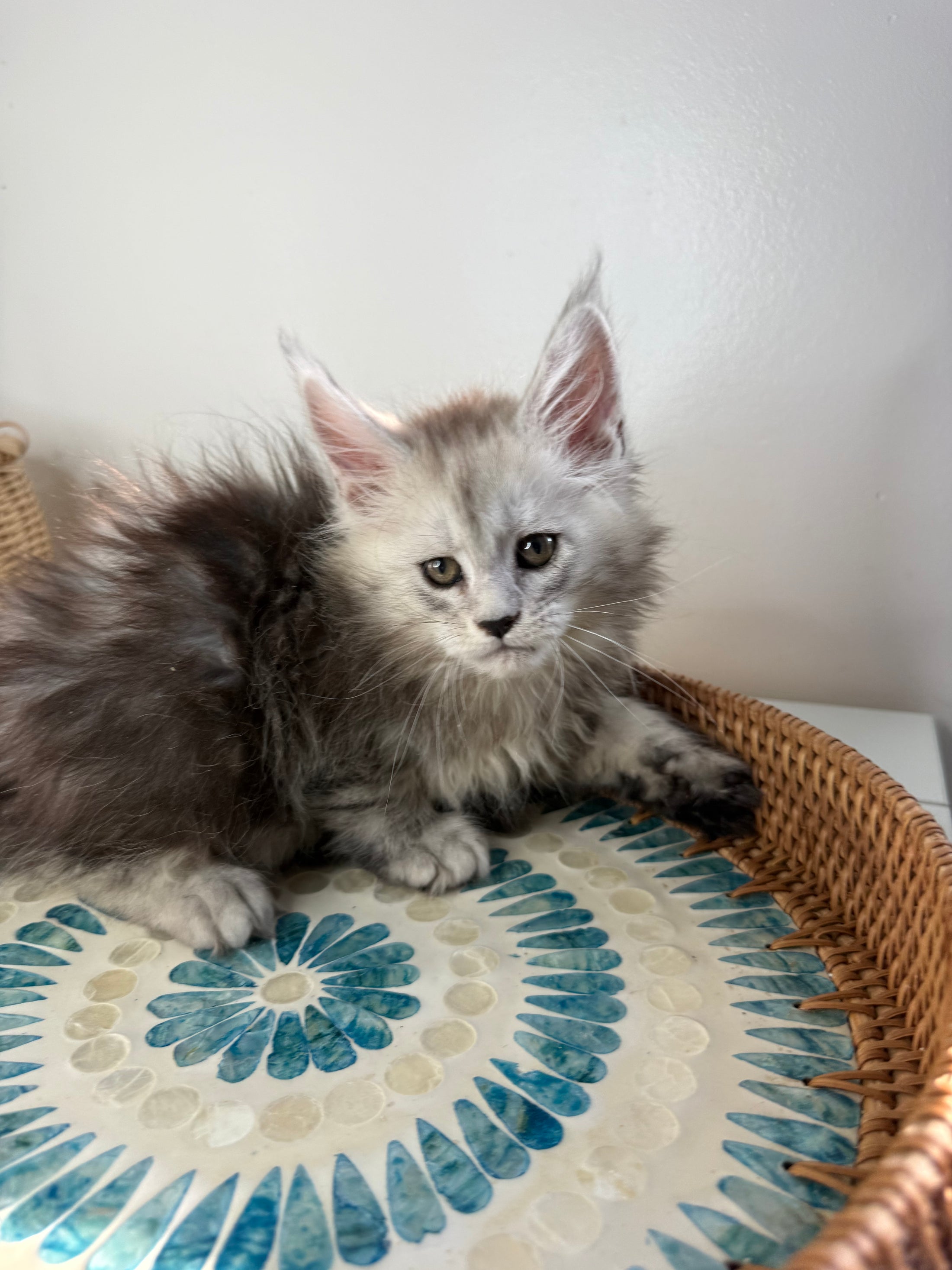 Pale Silver Maine Coon female / Located in Ottawa area