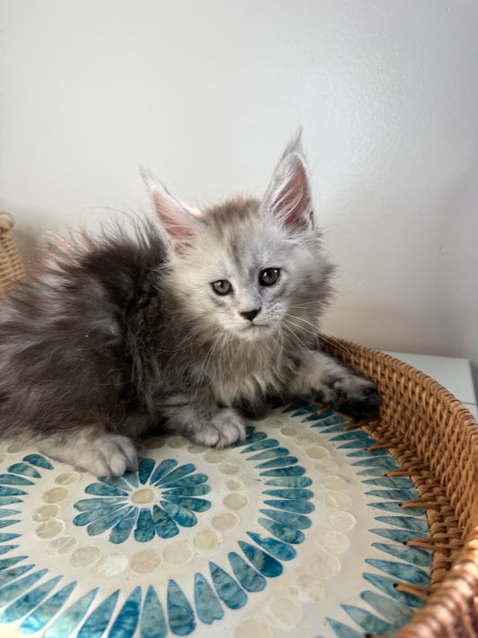 Pale Silver Maine Coon female / Located in Ottawa area