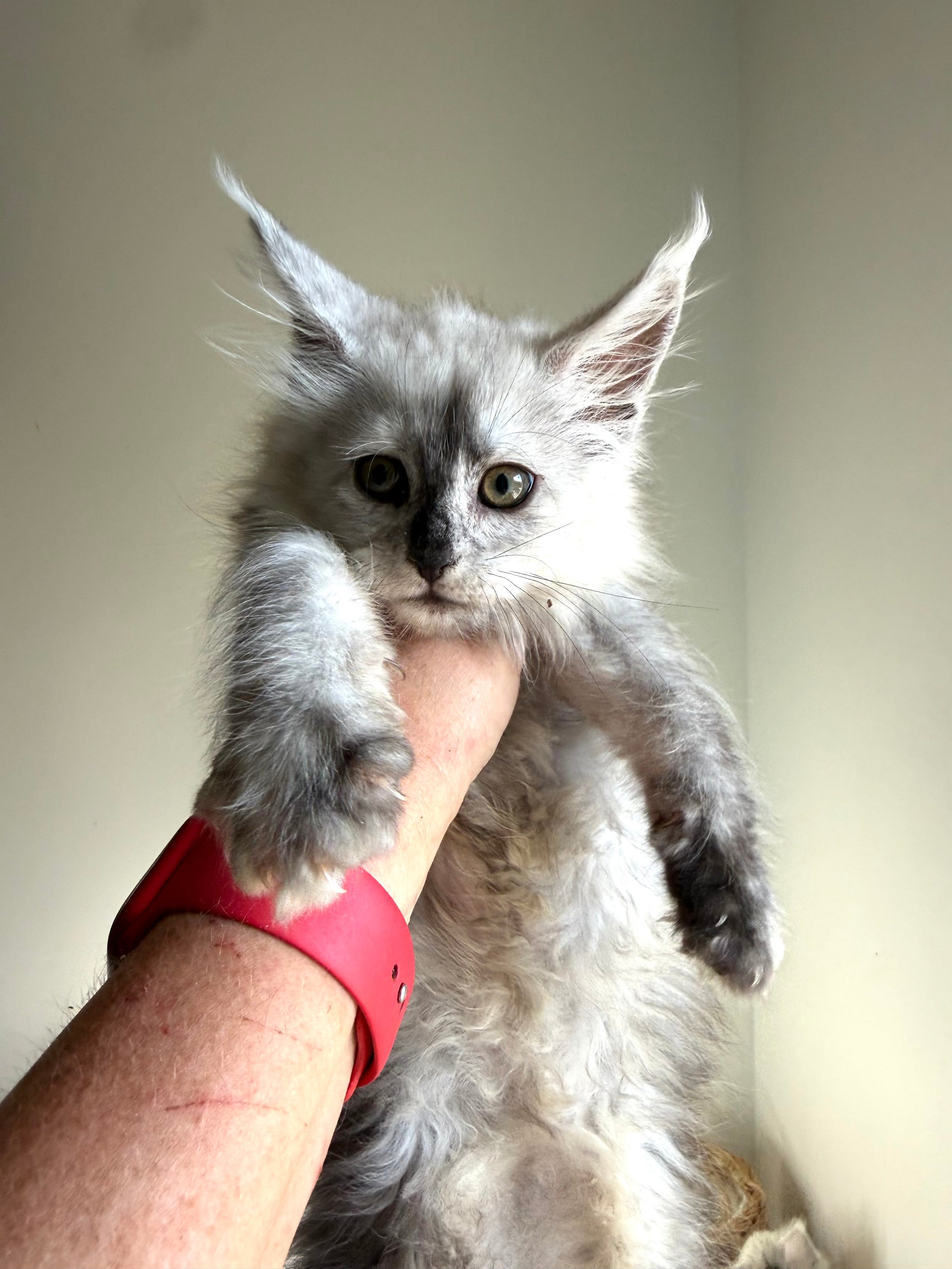 Black Silver Shaded Maine Coon female 2 / Located in Ottawa area