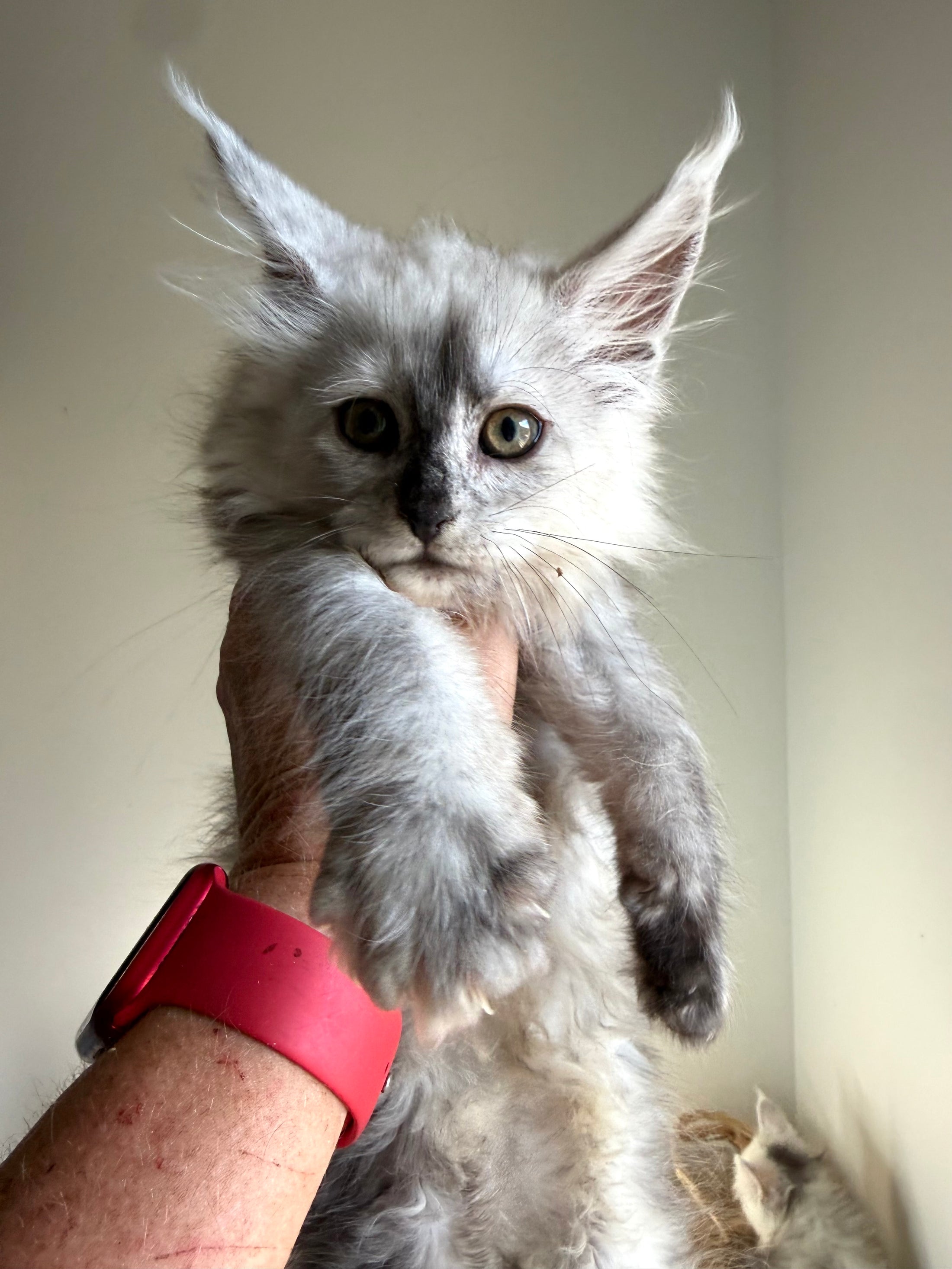 Black Silver Shaded Maine Coon female 2 / Located in Ottawa area