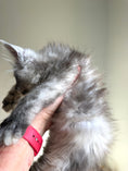 Load image into Gallery viewer, Black Silver Shaded Maine Coon female 2 / Located in Ottawa area
