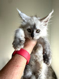 Load image into Gallery viewer, Black Silver Shaded Maine Coon female 2 / Located in Ottawa area
