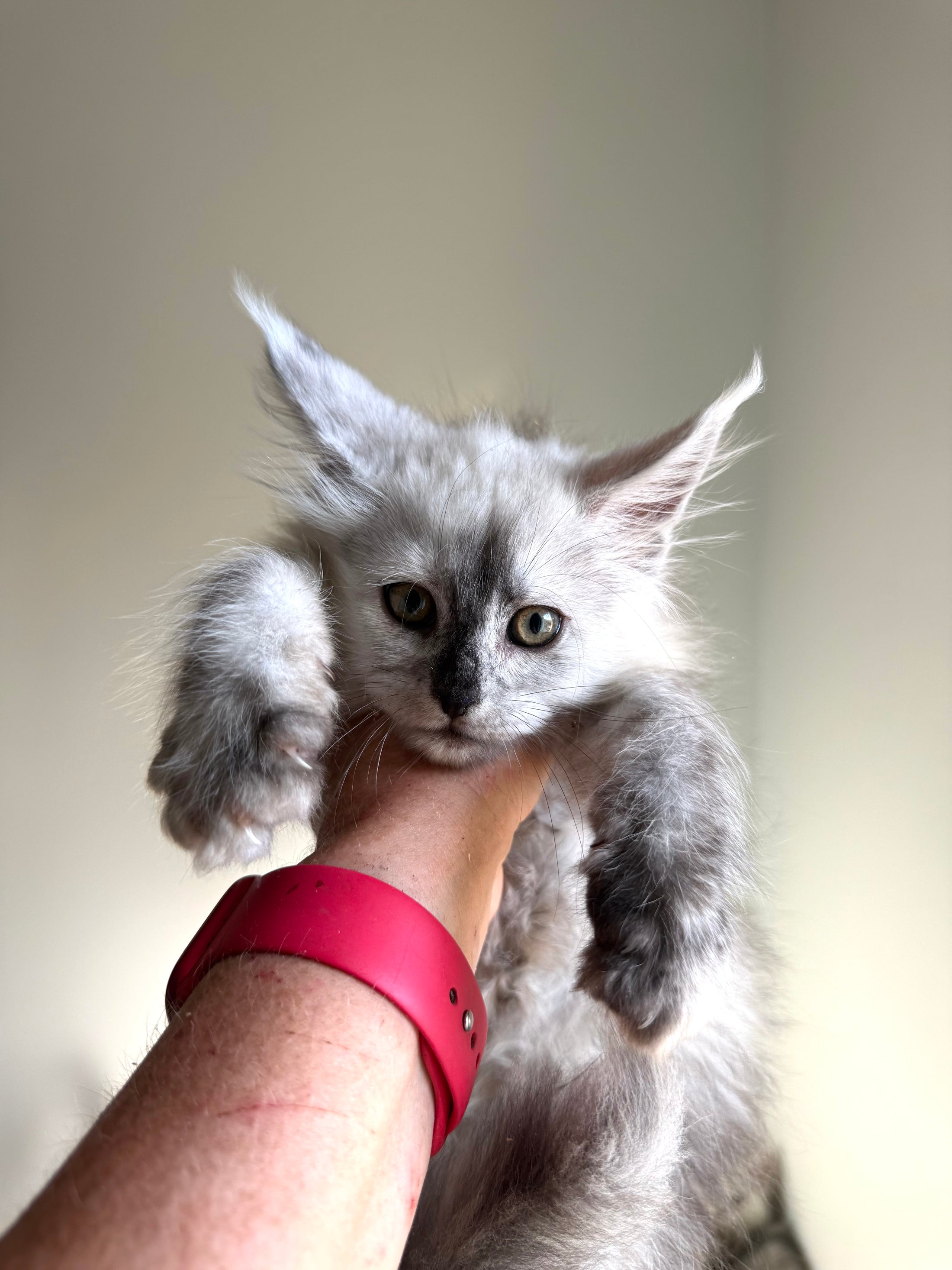Black Silver Shaded Maine Coon female 2 / Located in Ottawa area