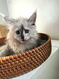 Load image into Gallery viewer, Black Silver Shaded Maine Coon female 2 / Located in Ottawa area
