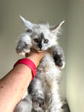 Load image into Gallery viewer, Black Silver Shaded Maine Coon female 2 / Located in Ottawa area
