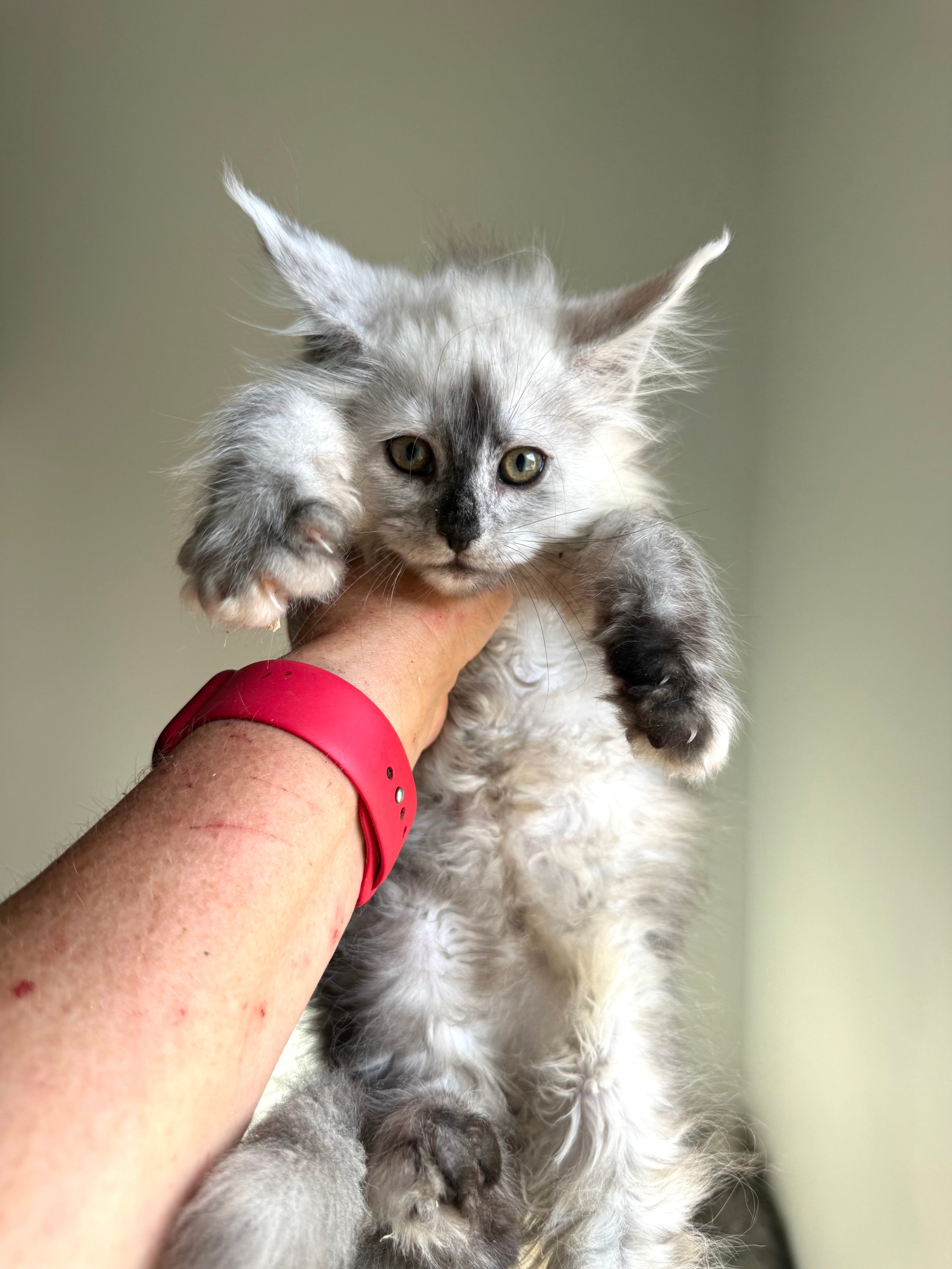 Black Silver Shaded Maine Coon female 2 / Located in Ottawa area