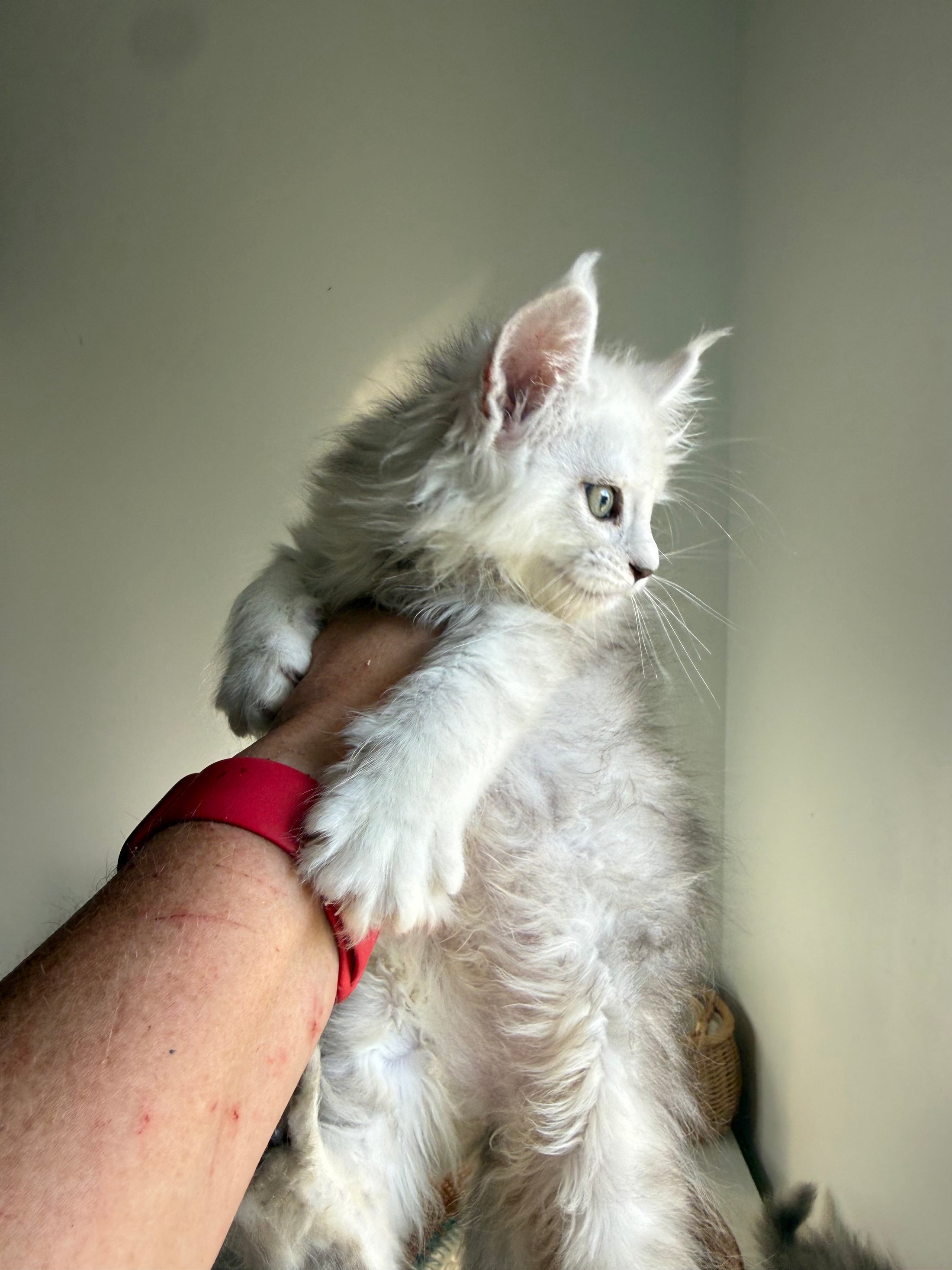 Black Silver Shaded Maine Coon female 1 / Located in Ottawa area