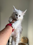 Load image into Gallery viewer, Black Silver Shaded Maine Coon female 1 / Located in Ottawa area
