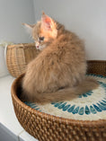 Load image into Gallery viewer, Red Maine Coon male / Located in Ottawa area
