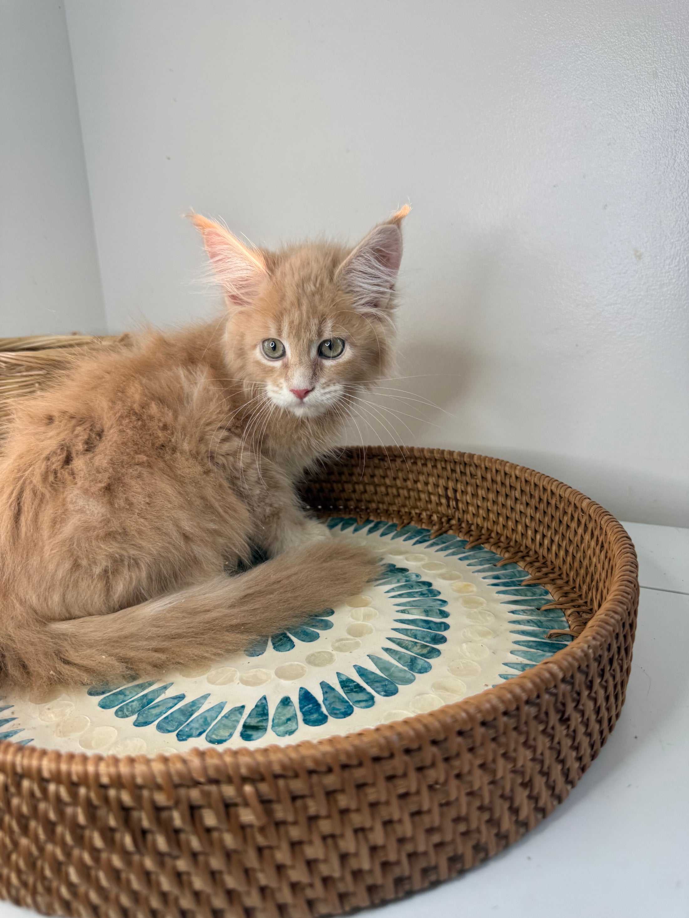 Red Maine Coon male / Located in Ottawa area