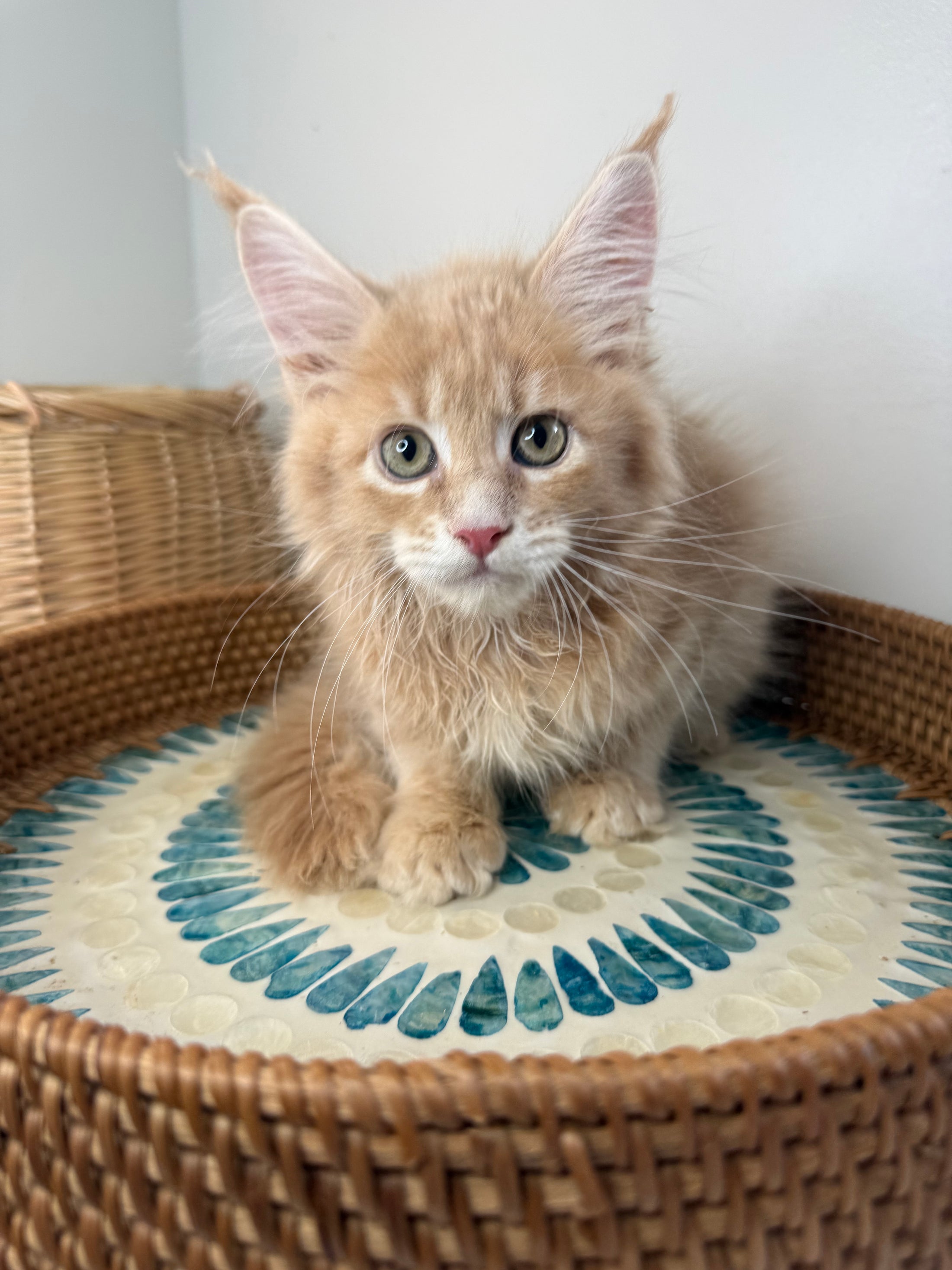 Red Maine Coon male / Located in Ottawa area