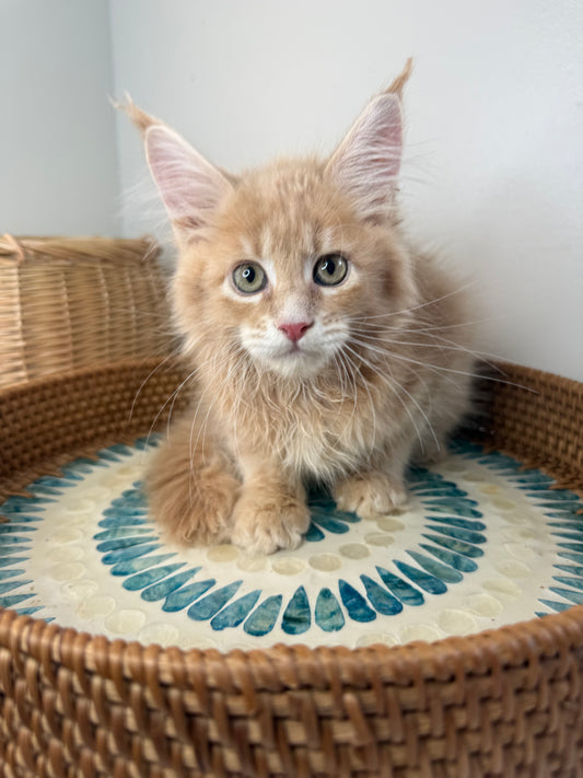 Red Maine Coon male / Located in Ottawa area